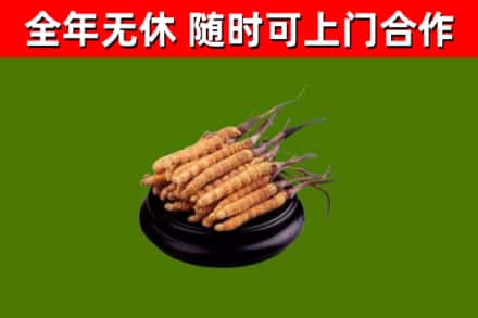 长汀县烟酒回收冬虫夏草.jpg